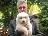 Samoyed Yavrularımız Mama Ve Malzeme Kampanyalı