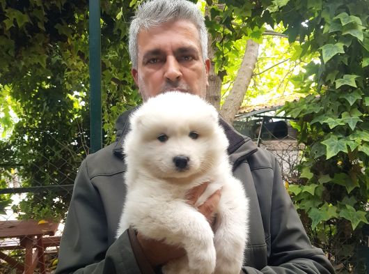 Samoyed Yavrularımız Mama Ve Malzeme Kampanyalı görsel