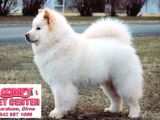 Samoyed Yavrularımız Mama Ve Malzeme Kampanyalı