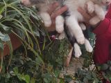 Border Collie Yavruları Blue Marley Ve Si̇yah Beyaz