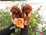 Kore toy Poodl yavrularımız ruhsatlı çiftliği mızden