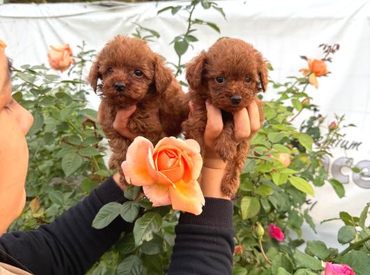 Kore Toy Poodl Yavrularımız Ruhsatlı Çiftliği Mızden görsel