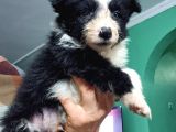 Border Collie Yavruları Blue Marley Ve Si̇yah Beyaz