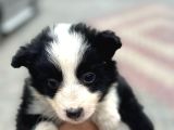 Border Collie Yavruları Blue Marley Ve Si̇yah Beyaz