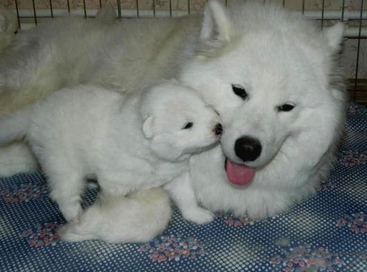 Samoyed Yavrularımız Mama Ve Malzeme Kampanyalı görsel