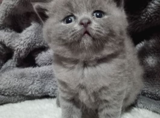 Safkan Orjinal  Mavi Gözlü Blue Point görsel