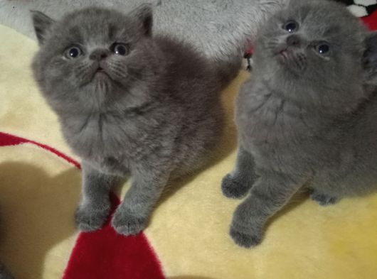 Safkan Orjinal  Mavi Gözlü Blue Point