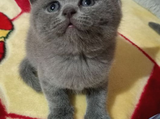 Safkan Orjinal  Mavi Gözlü Blue Point görsel