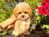 Kore Kan Maltipoo Sıfır Numara yavrular