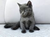 Gri British Shorthair Dişi Yavru