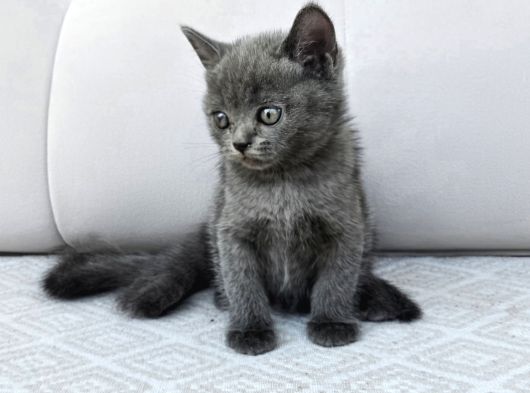 Gri British Shorthair Dişi Yavru görsel