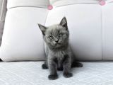 Gri british shorthair dişi yavru