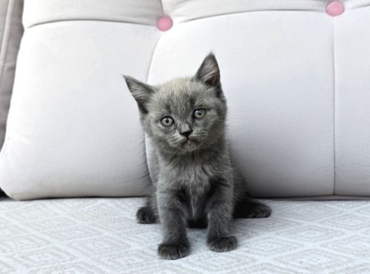 Gri British Shorthair Dişi Yavru