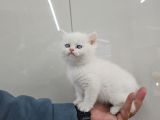 Golden Point British Shorthair Erkek