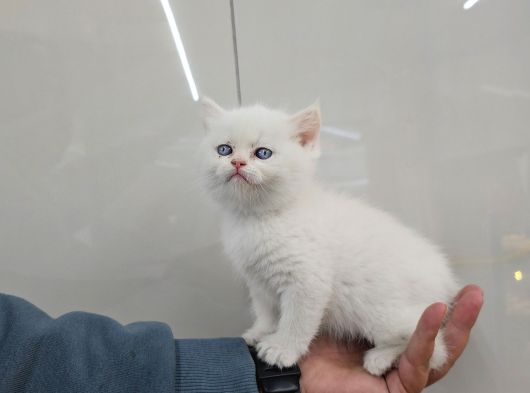 Golden Point British Shorthair Erkek görsel