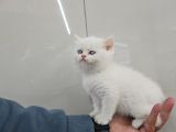 Golden point British shorthair erkek