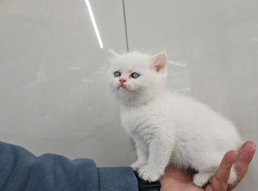 Golden Point British Shorthair Erkek