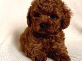 ORJİNAL TOY POODLE RED BROWN