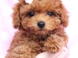 Orji̇nal Toy Poodle Red Brown