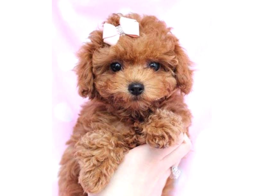 Orji̇nal Toy Poodle Red Brown görsel