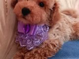 Orji̇nal Toy Poodle Red Brown