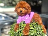 Micro Poodle Dişi Yavrum