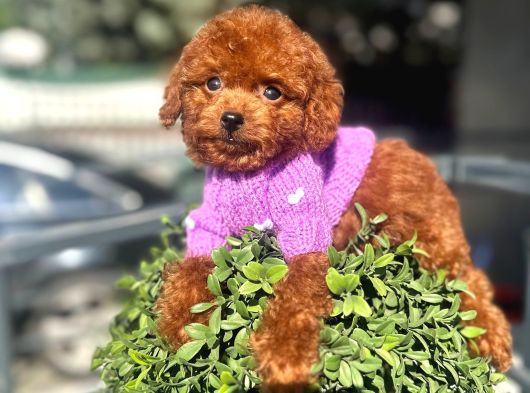 Micro Poodle Dişi Yavrum görsel