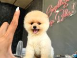 Teddybear Pomerian Yavrularımız Dişi Ve  Erkek