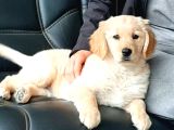 Golden Retriever Yavruları Istanbul