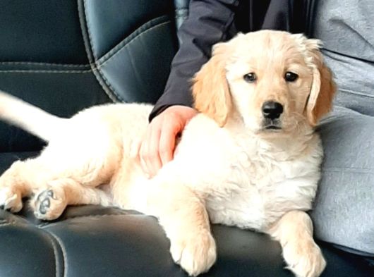 Golden Retriever Yavruları Istanbul görsel