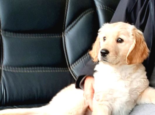 Golden Retriever Yavruları Istanbul