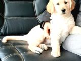 Golden Retriever Yavruları Istanbul