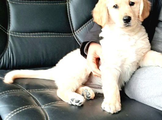Golden Retriever Yavruları Istanbul görsel
