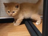 Baba Scottish Fold anne British yavrular