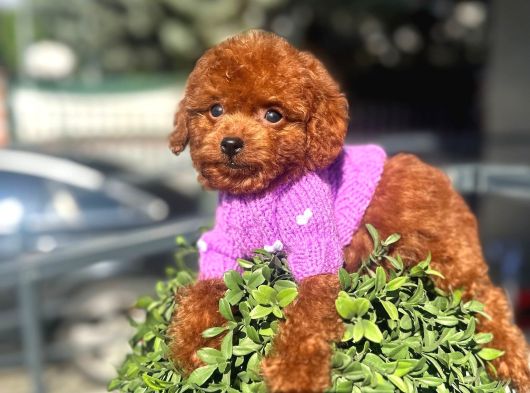 Micro Poodle Dişi Yavrum