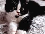 Show Kalite British Shorthair Bebeklerimiz