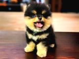 SAFKAN BLACK AND TAN POMERANİAN KIZIMIZ TEDDY BEAR