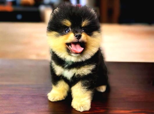 Safkan Black And Tan Pomerani̇an Kizimiz Teddy Bear