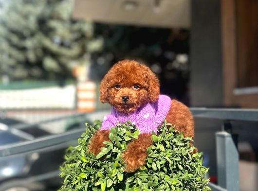 Micro Poodle Dişi Yavrum görsel