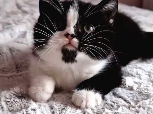 Show Kalite British Shorthair Bebeklerimiz görsel
