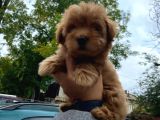 Orji̇nal Toy Poodle Red Brown