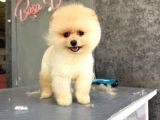TeddyBear Pomerian Yavrularımız Dişi Ve  Erkek