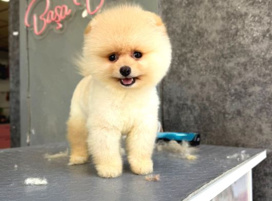 Teddybear Pomerian Yavrularımız Dişi Ve  Erkek