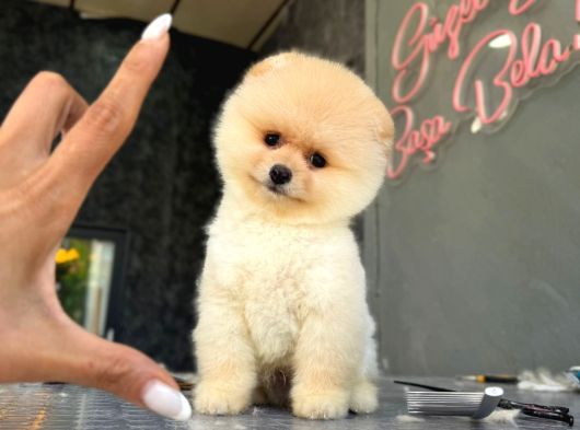 Teddybear Pomerian Yavrularımız Dişi Ve  Erkek görsel