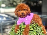 Micro Poodle Dişi Yavrum