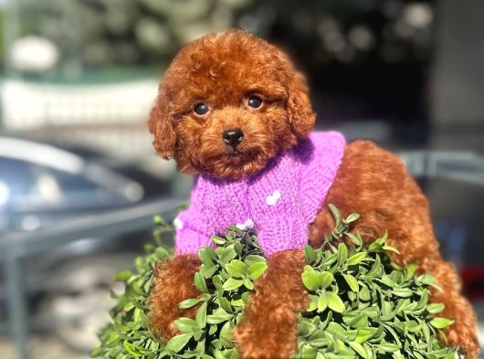 Micro Poodle Dişi Yavrum görsel