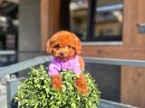 Micro Poodle Dişi Yavrum