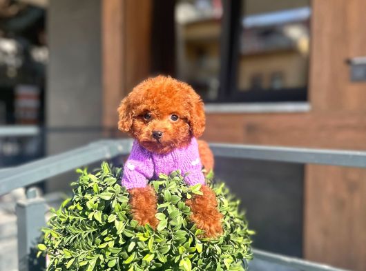 Micro Poodle Dişi Yavrum görsel