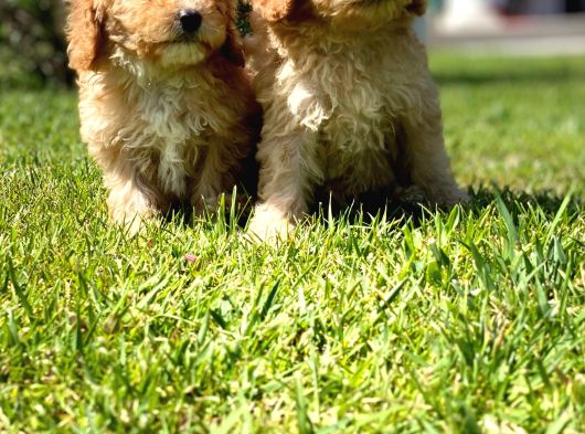 Özel Malti̇poo Yavrulari̇ görsel