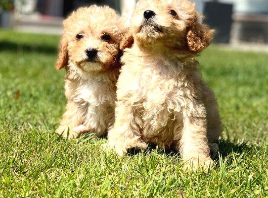 Özel Malti̇poo Yavrulari̇ görsel